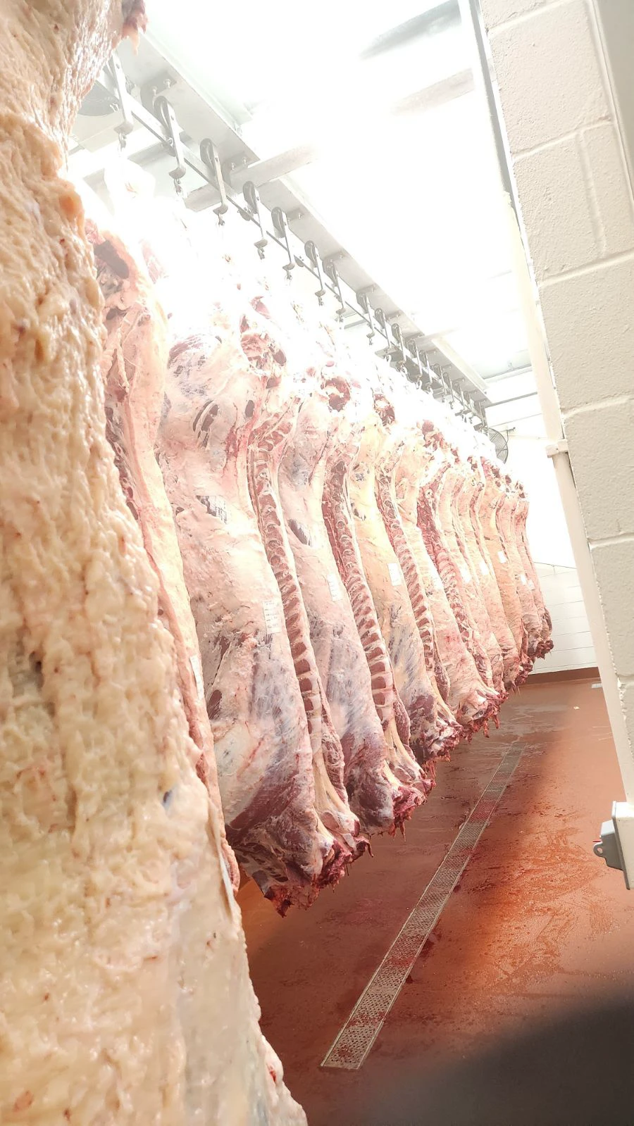 Processing facility — beef hanging in cooler